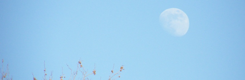 A moon in a blue daylight sky above some bare branches of a just-visible tree-top.