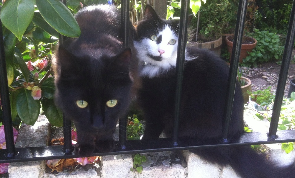 A black and a black-and-white cat sat next to each other on top of a garden wall. The black cat is poking his head through some railings towards the camera. The cat's names are mentioned in the podcast.